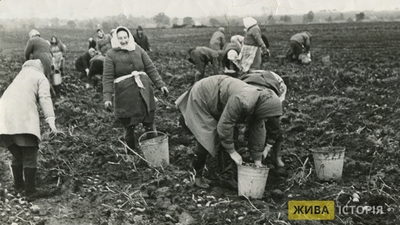 Колгоспна ланка в м. Комарне Рудківського району Дрогобицької області, 1960-ті рр.